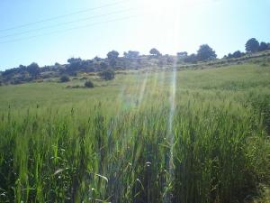 le mont de chélia  aurès--bouhmama