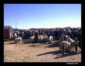 Souk de bétail à Sebdou, 2 jours avant l'Aid