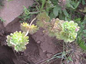 نباتات من جبل عيسى تيوت