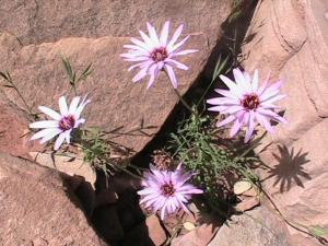 أزهار من جبل عيسى بلدية تيوت