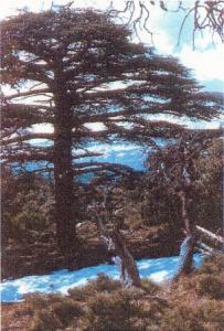 le mont de chélia  yabous -bouhmama en hiver