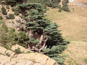 le mont de chélia  yabous -bouhmama