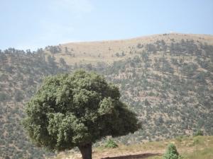 Le mont Chélia vu du lieu dit El Wadha Yabous