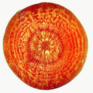 خنشلة كذلك مشهورة بانتاج الجزر .