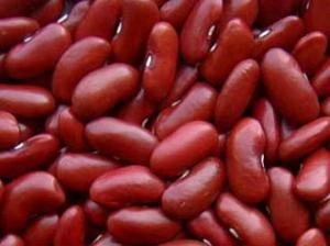 صحراء المامشة --الميتة ---بخنشلة تشتهر بزراعة الفاصوليا