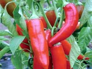 الفلفل الحار يخفض ضغط الدم المرتفع