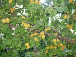 فوائد المشمش.