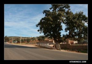 Village Sehb à quelques kilomètres de Sebdou