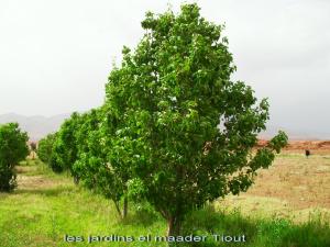 les jardins de Tiout