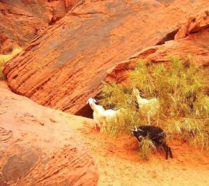 من مظاهر التصحر