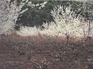 «Le parfum des fleurs qui s'entrouvrent comme pour un sourire est des plus exquis.» verger aux environs de Tlemcen.