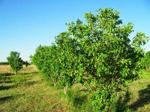 les jardins de Tiout