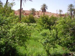 مزروعات واحة تيوت