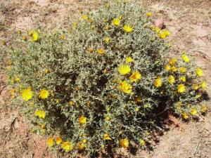 vegetations de Tiout