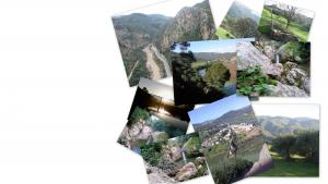 fond d'ecran - ammal