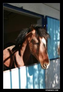الحصان البربري بنادي الفروسية بتلمسان