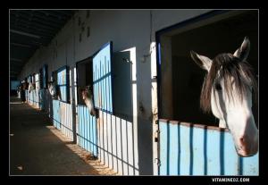 Centre équestre de Tlemcen - Mansourah