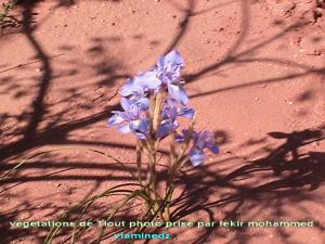 vegetations de Tiout