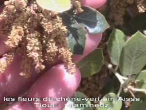 fleurs du chène-vert Ain Aissa Tiout