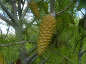 Paysage naturel de Lemroudj