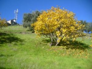 Paysage naturel de Lemroudj, automne 2010