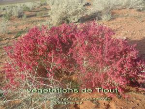 vegetations de Tiout