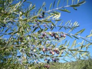Paysage d'automne à Lemroudj, novembre 2010