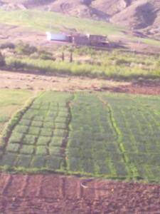 Jardin du nommé Boudraa ferhat ben ammar  Tighaza Yabous Khenchela