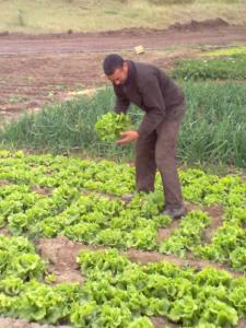 حقل للمدعو بودرع الحاج فرحات بن عمار تيغازة يابوس خنشلة