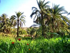 واحة جميلة بالولجة خنشلة