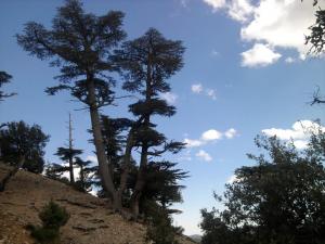 جبل شلية - اشجار الارز