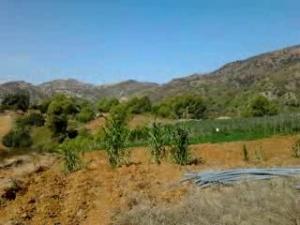 SIDI AMAR OUKNIAA  OULED AISSA