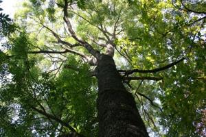 اشجار الدردار في طريق الزوال بفرنسا