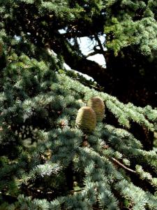 Cèdre cônes à Chélia Yabous