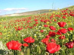 Hammam Laknif M'toussa Khenchela