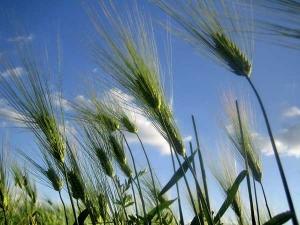 R'mila wilaya de Khenchela (Champ de blé)