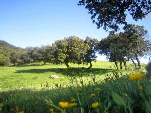 Un verger de pommier à Boulaghmane Taouzient