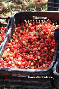 Cerisiers au Plateau de Lalla Setti, une année généreuse en cerises