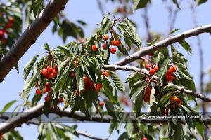 Cerisiers au Plateau de Lalla Setti, une année généreuse en cerises