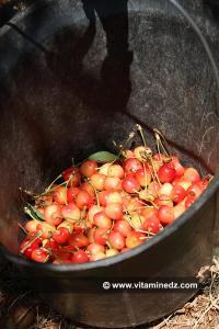 Cerisiers au Plateau de Lalla Setti, une année généreuse en cerises