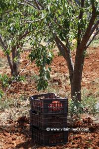 Cerisiers au Plateau de Lalla Setti, une année généreuse en cerises