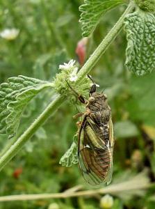 THIGHAZA M'SARA   KHENCHELA