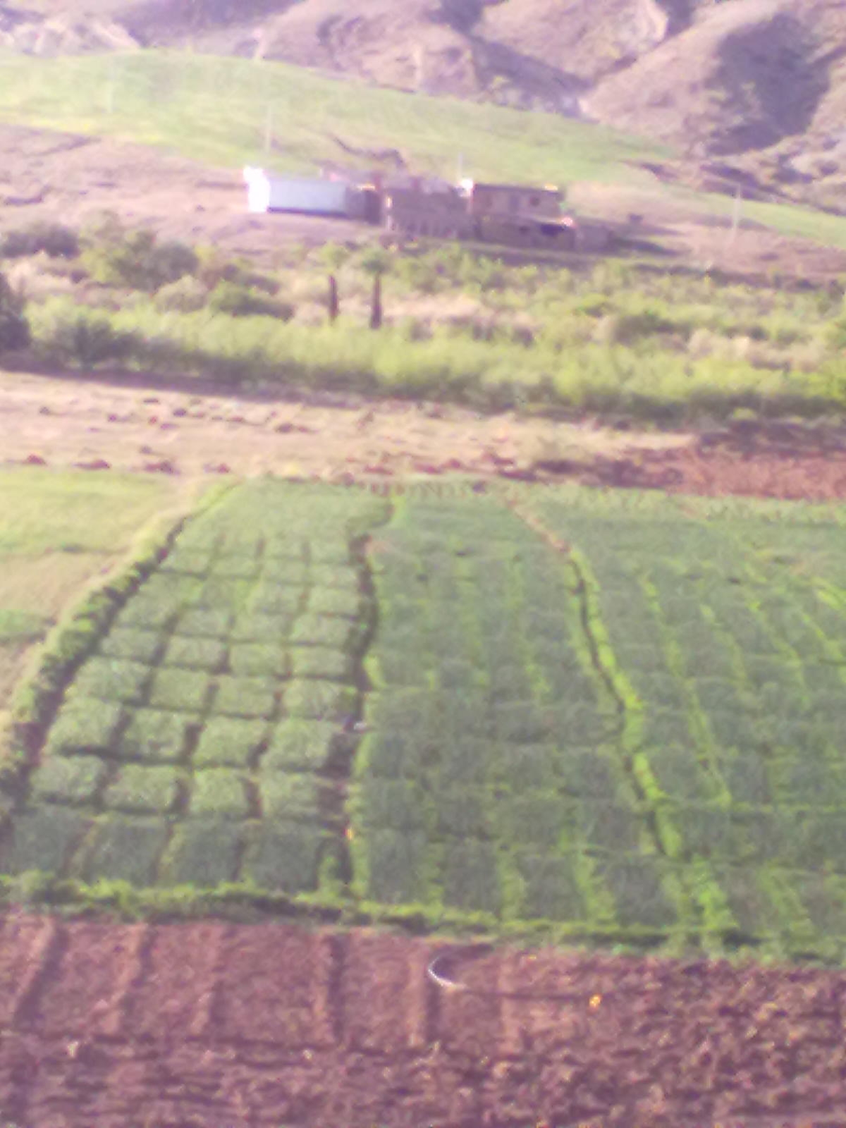 Jardin du nommé Boudraa ferhat ben ammar  Tighaza Yabous Khenchela