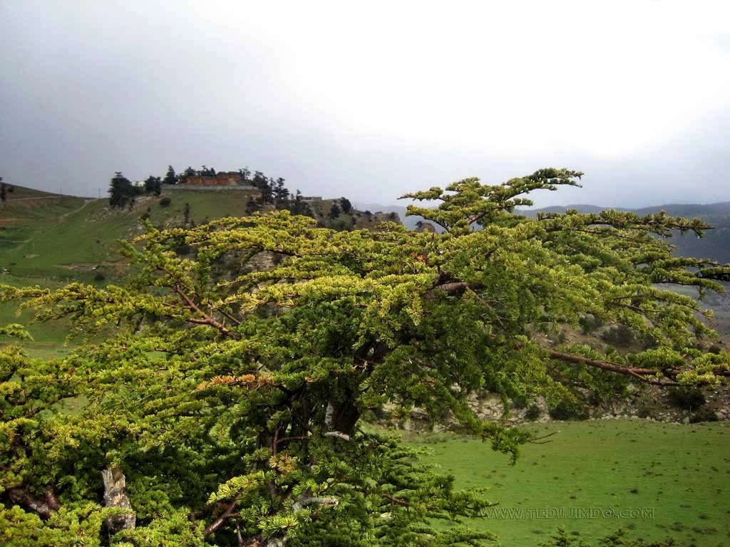 Chaines  de cèdres  au djbebel Chélia Yabous