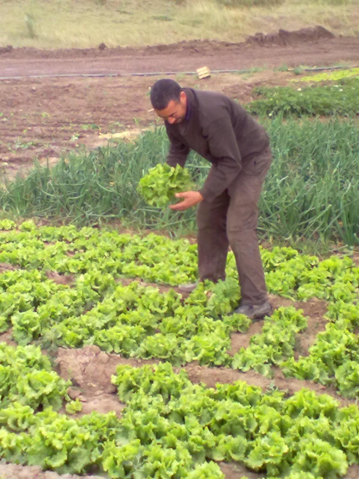 حقل للمدعو بودرع الحاج فرحات بن عمار تيغازة يابوس خنشلة