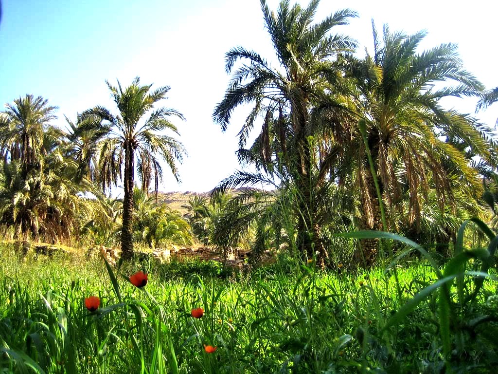 Une oasis à El-Ouldja Khenchela très joli endroit à visiter