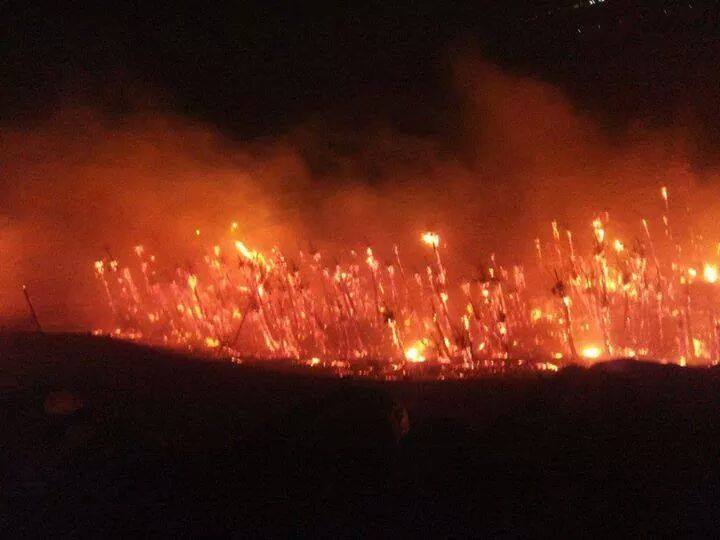 بشار- حريق يدمر 1.500 من النخيل ببني عباس