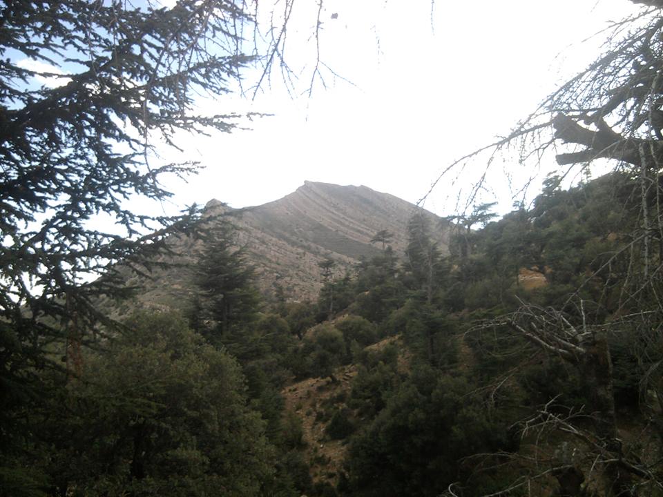 جبل شلية