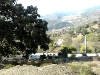 OULED AISSA  AVEC CE CHENE QUI RESISTE A TOUT LES TEMPS
