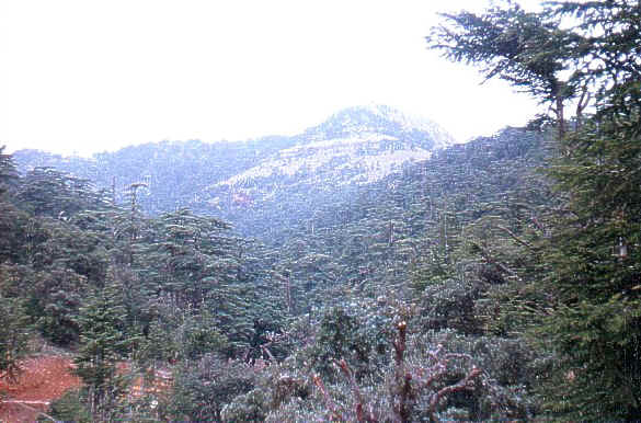 Le djebel Chélia 2328m